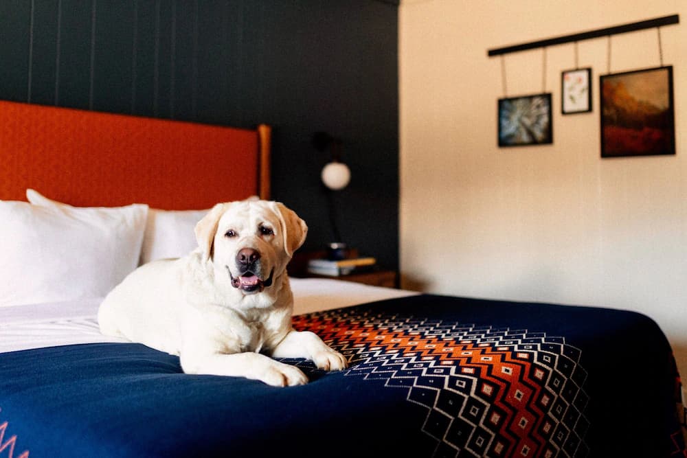 Pet-friendly