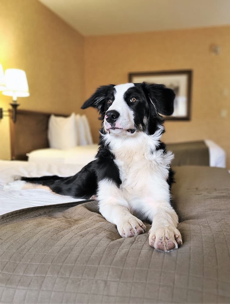 Pet-friendly